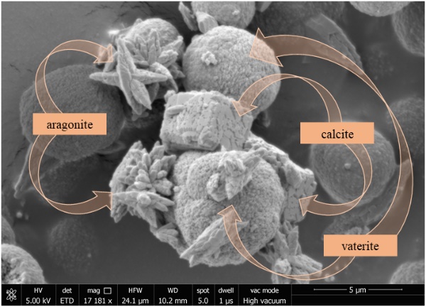 SEM image showing the morphology of calcium carbonate polymorphs (vaterite, aragonite and calcite).