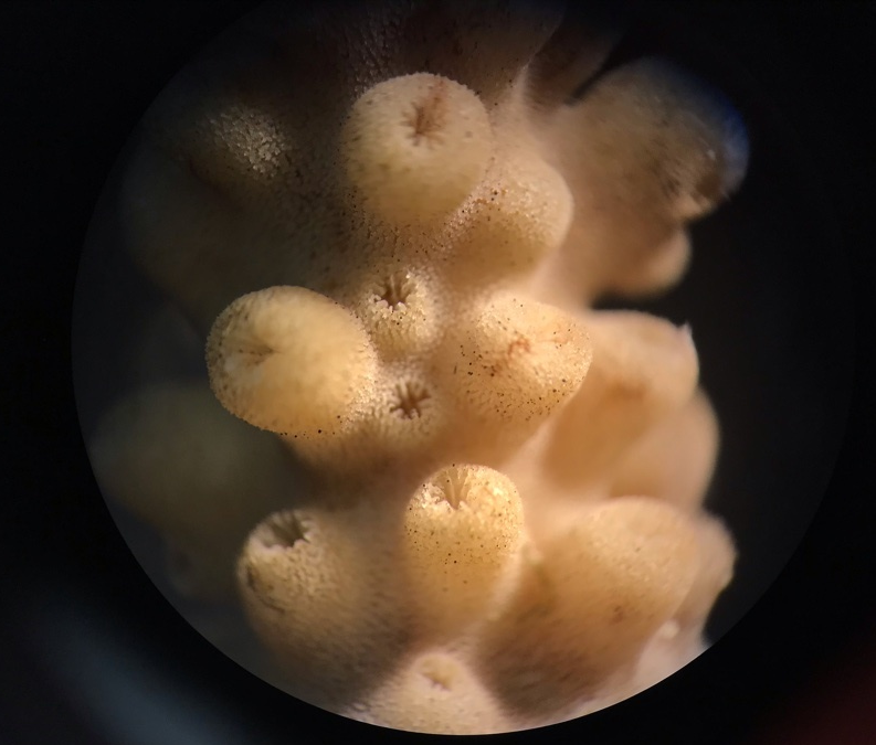 Coral close-up