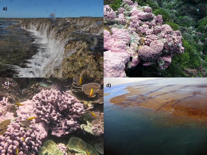 Images of CCA on coral reefs.