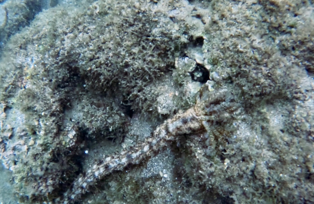 A spotted worm sea cucumber
