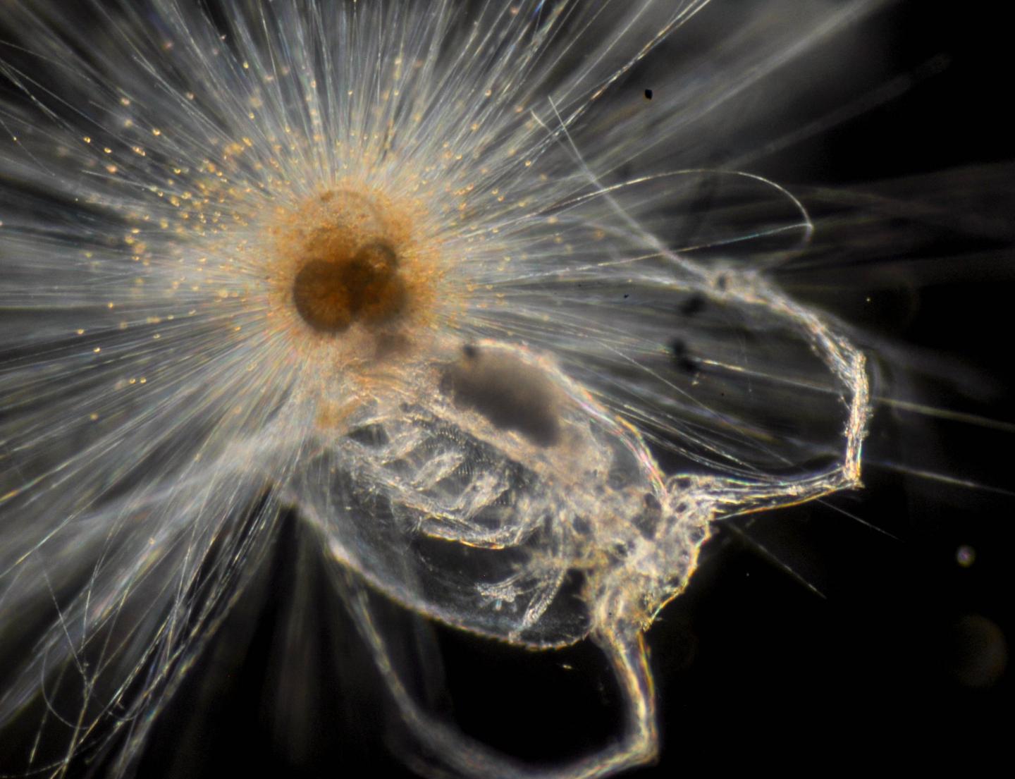 a foraminifera eating a copepod